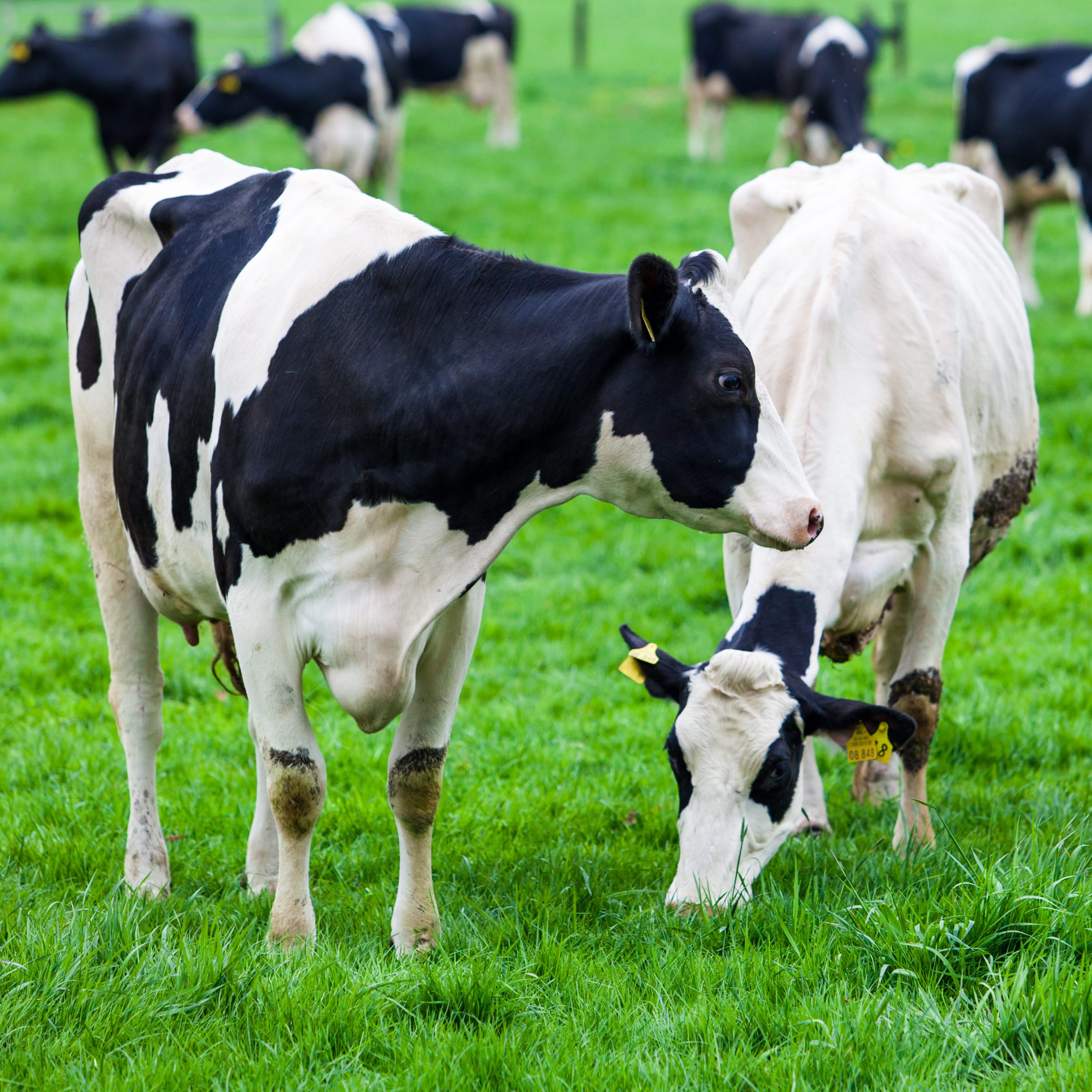 calves-on-the-field-2026-01-06-10-41-55-utc (1)