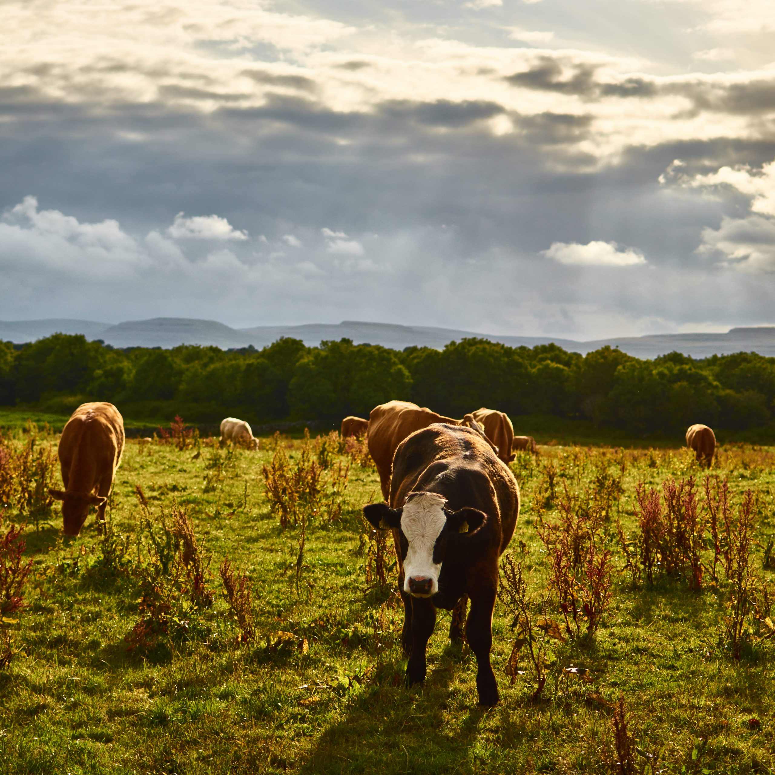 cows-grazing-on-green-meadow-2026-01-05-05-38-42-utc (1)