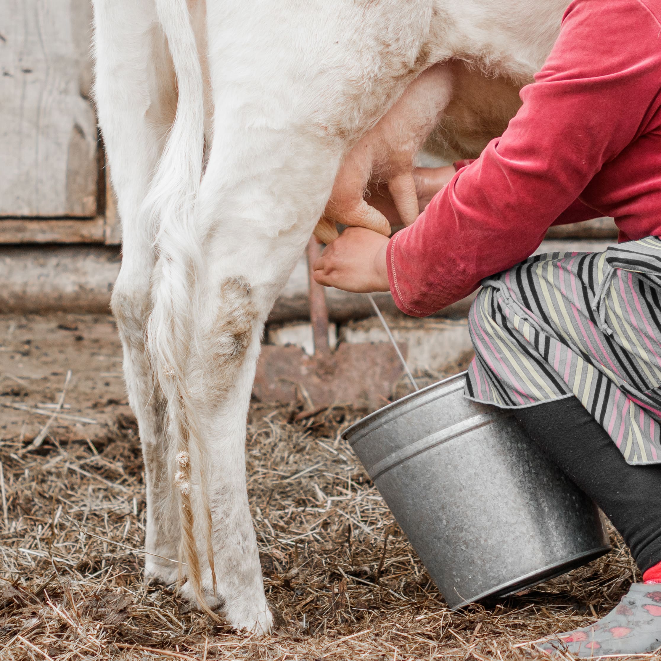 hands-of-a-woman-milks-a-cow-in-a-siberian-village-2026-01-07-06-37-04-utc (1)