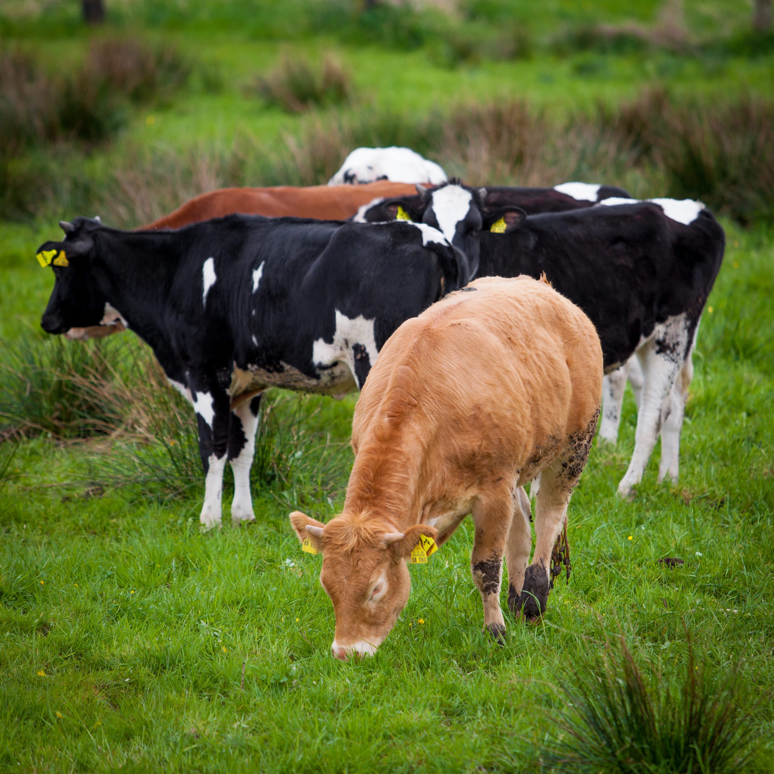 herd-of-cows-cows-on-a-green-field-cows-on-the-f-2026-01-06-11-05-46-utc (1)